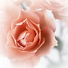 flower_image_rose