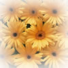 flower_image_yellow