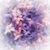 flower_image_purple